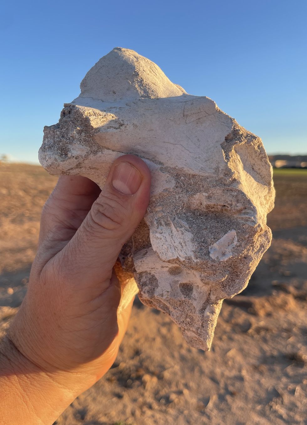 \u200bPart of the braincase of the new species, indicating they were small in size