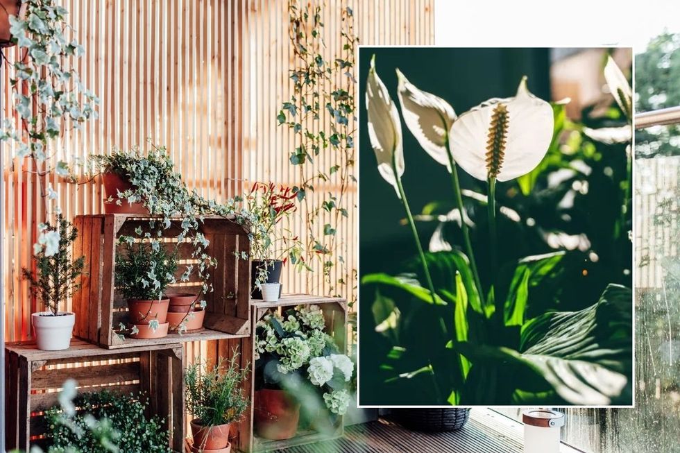 \u200bPeace lilies on balcony