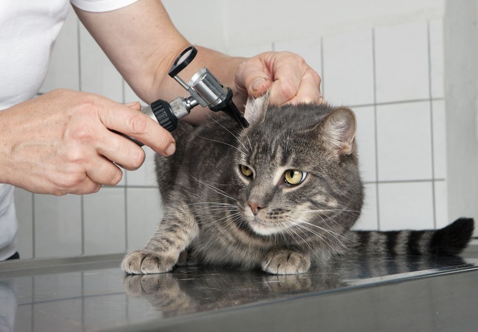 \u200bPeople are being urged to get their cat microchipped