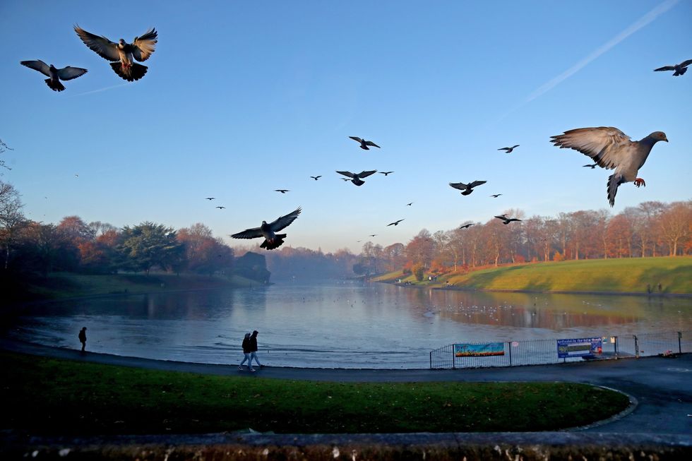 \u200bPigeons fly above a mist covered lake in Sefton Park
