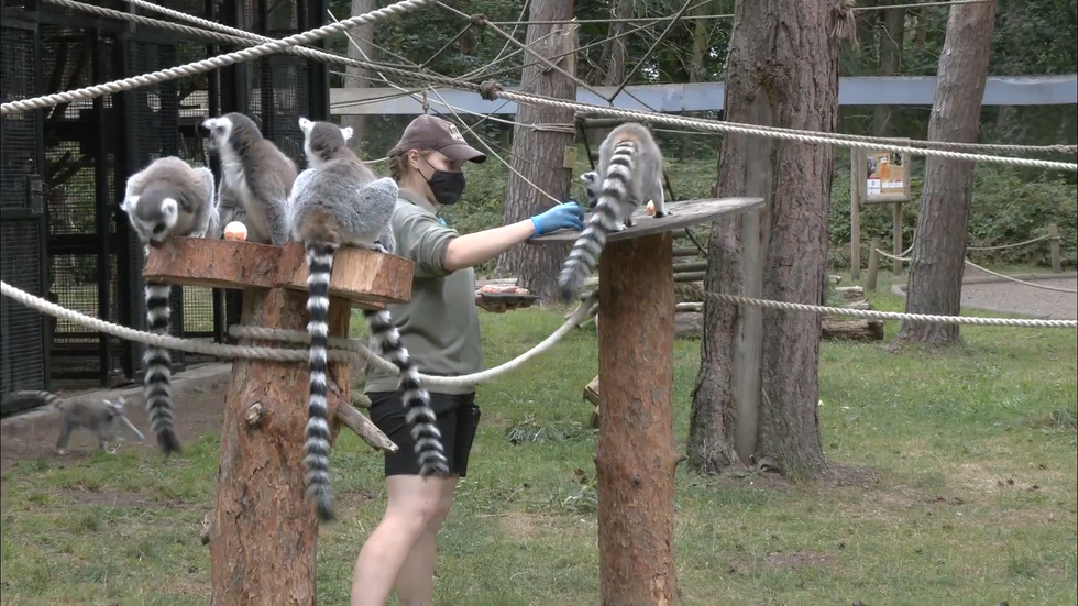 \u200bRing-tailed lemurs enjoying a frozen sweet potato
