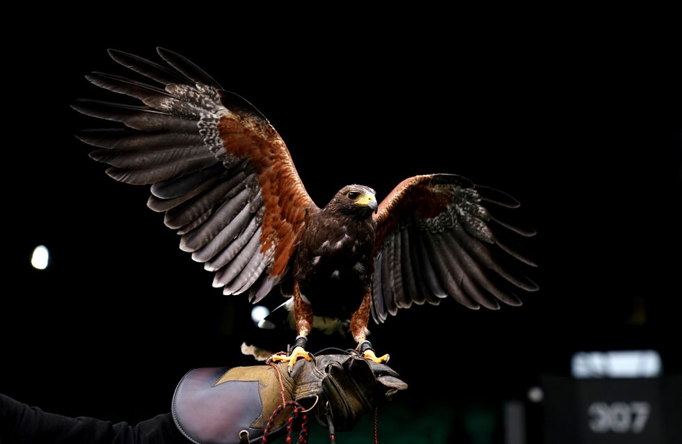 \u200bRufus the hawk