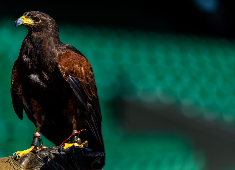 \u200bRufus the hawk