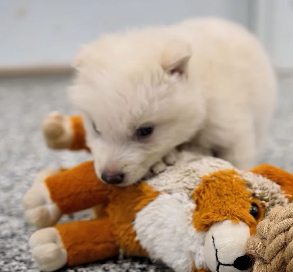 \u200bScientists have questioned the legitimacy of the breed