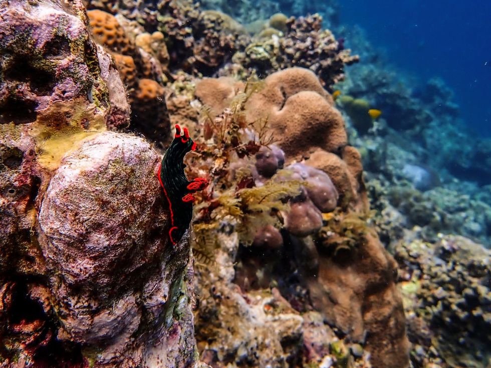 \u200bSea slugs are known for their position near the top of their marine food chain