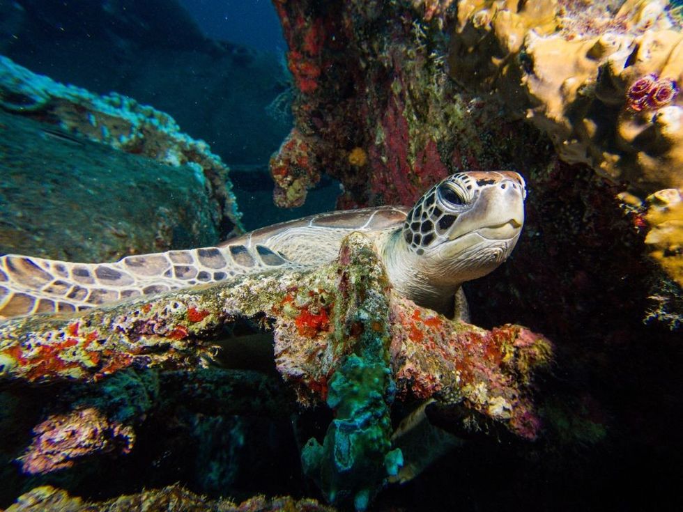 \u200bSea turtle meat is seen as a delicacy