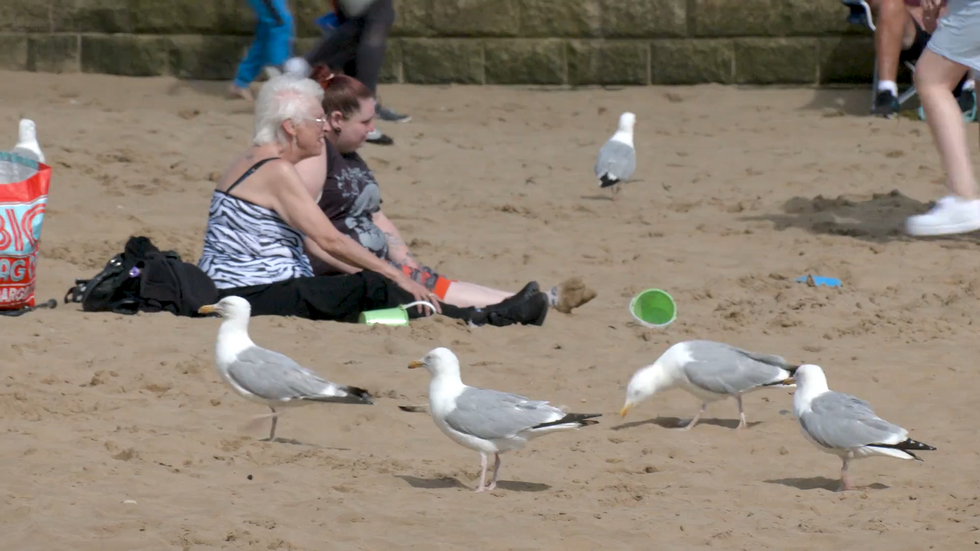 \u200bSeagulls on Scarborough beach