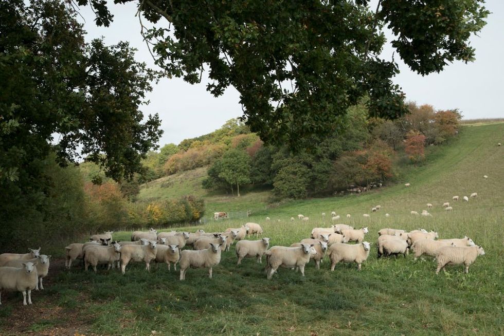 \u200bSheep farming is under threat