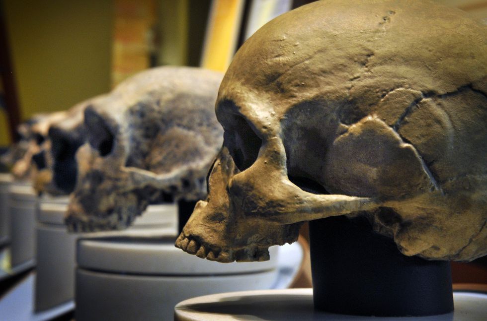 \u200bSkulls showing chain of human evolution (ending with Homo sapiens)