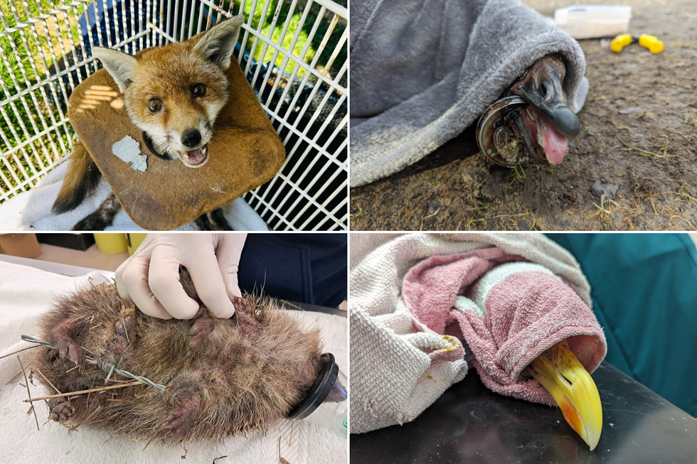 \u200bSome of the animals caught in litter