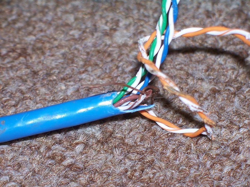 \u200bSquirrels have chewed through cables in homes