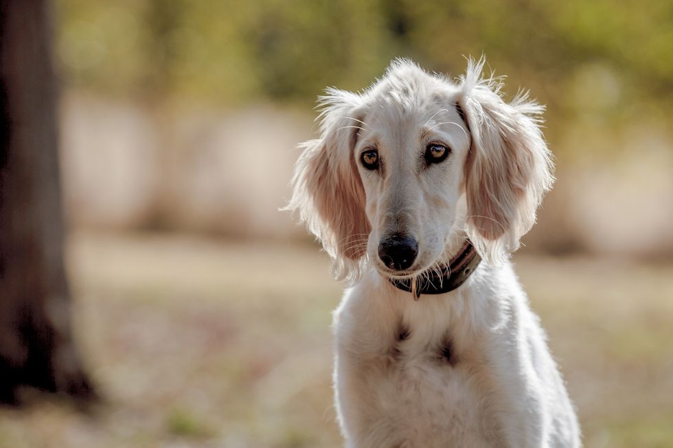\u200bSteve Schuurman said he was shouted at for his dog Margot (file