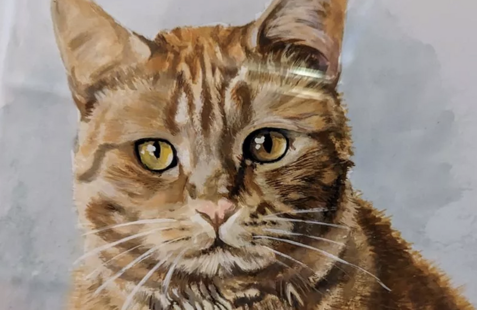 \u200bTeddy Bear the tabby who sadly died at the Surrey\u200b