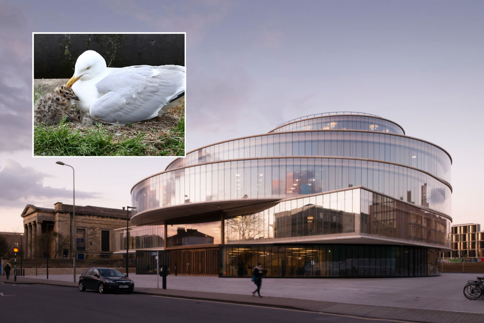 \u200bThe Blavatnik School of Government was terrorised by the gulls
