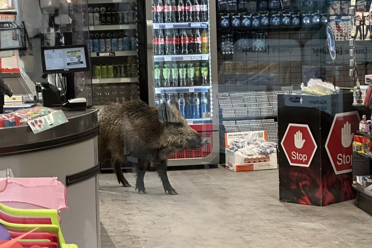 \u200bThe boar had walked into the shopping centre