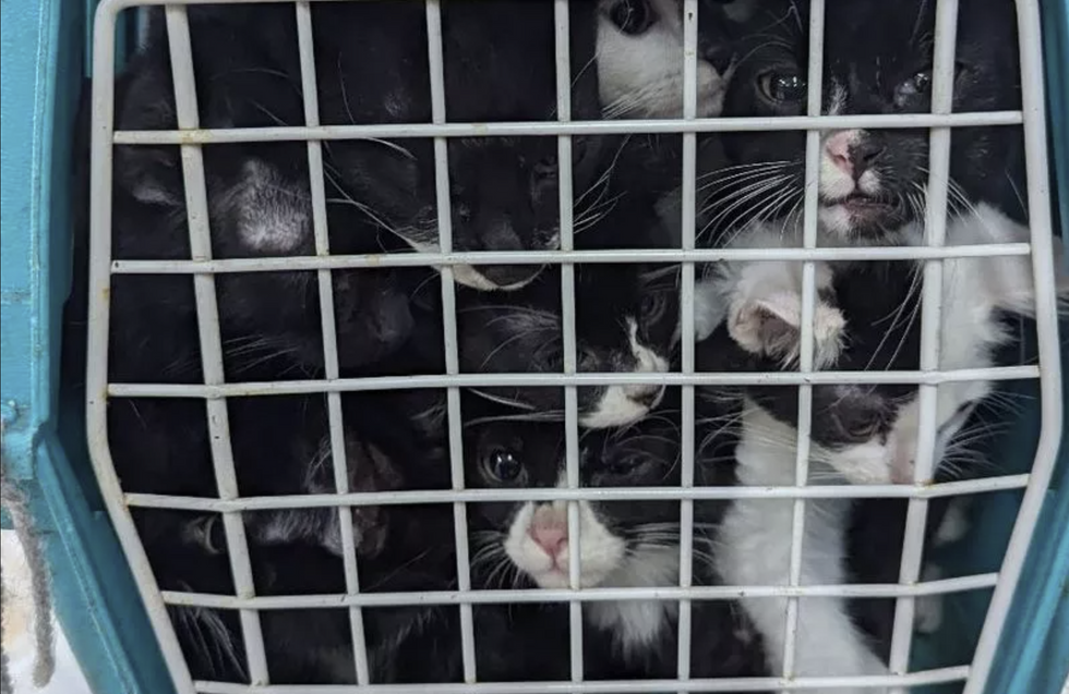 \u200bThe cats were found crammed into the box