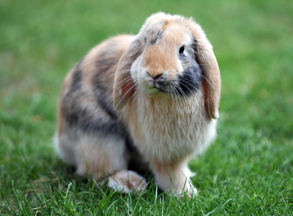 \u200bThe court heard how the man forced the children to eat the family pet