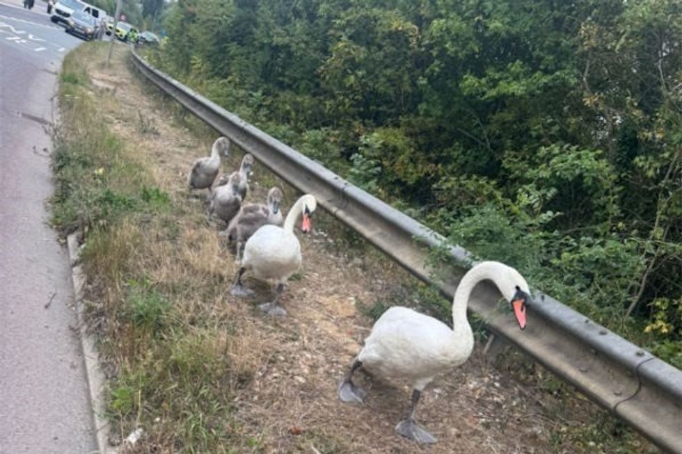 \u200bThe family of swans were escorted along the road