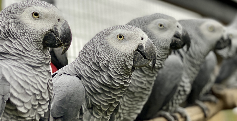 \u200bThe five African grey parrots had to be removed from public view in 2020 after a swearing outburst