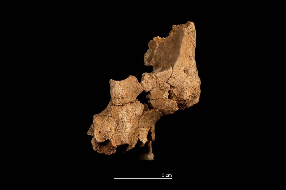 \u200bThe fossil of the left midface of a hominin assigned to Homo affinis erectu