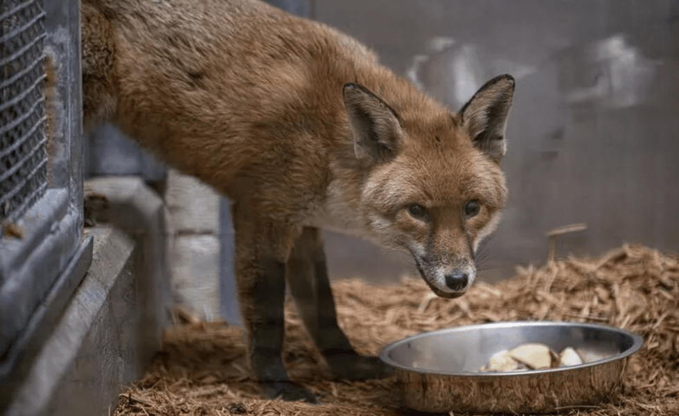 \u200bThe fox made the transatlantic voyage