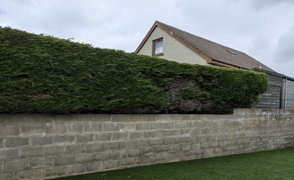 \u200bThe hedge in Fraserburgh