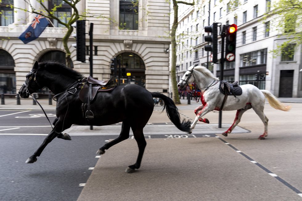 \u200bThe horses were on the loose in central London