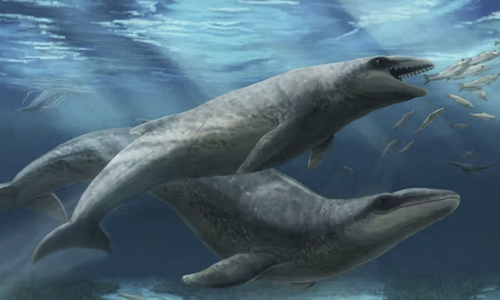 \u200bThe Janjucetus dullardi calf and mother