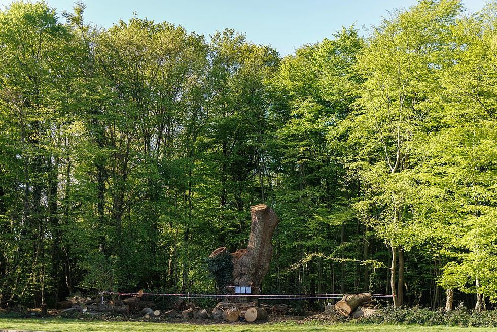 \u200bThe oak was felled