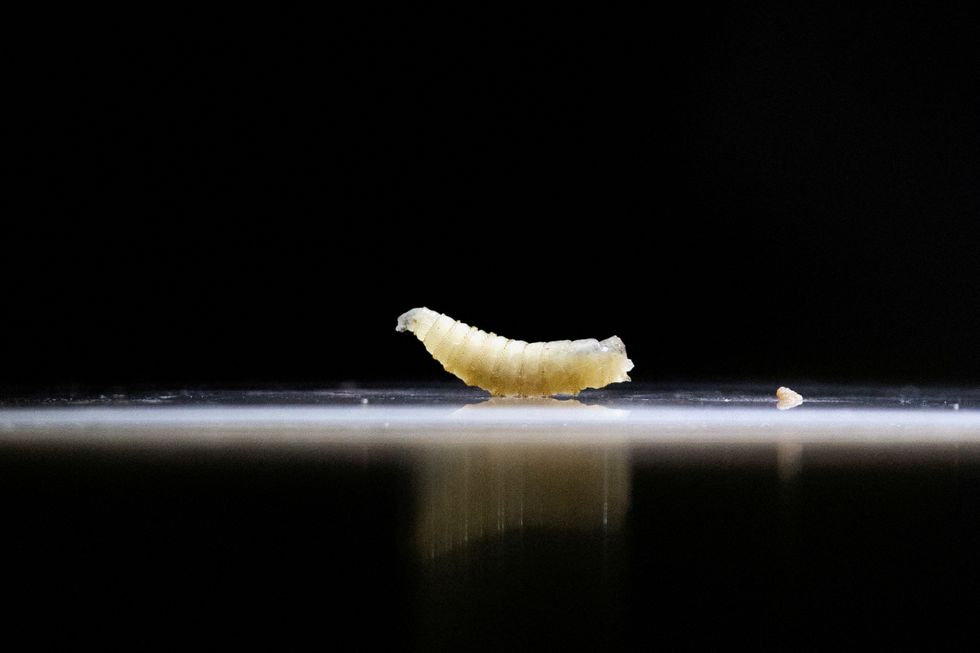 \u200bThe parasite broke out in Central America and southern Mexico