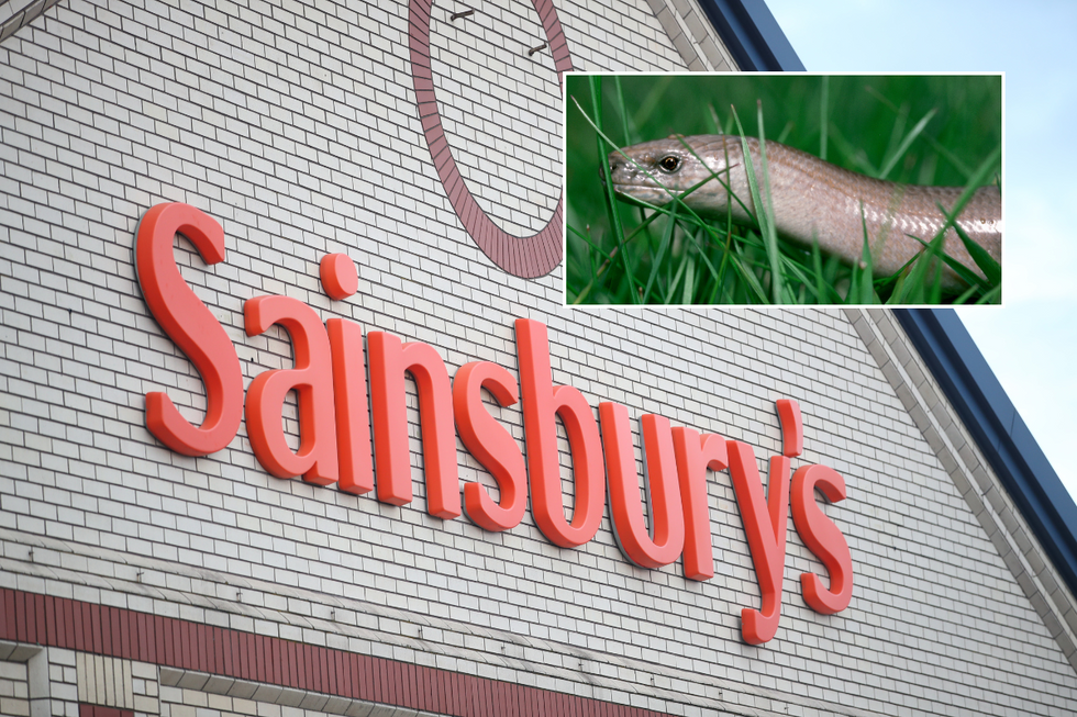 \u200bThe slow worm was found in the bag of potatoes