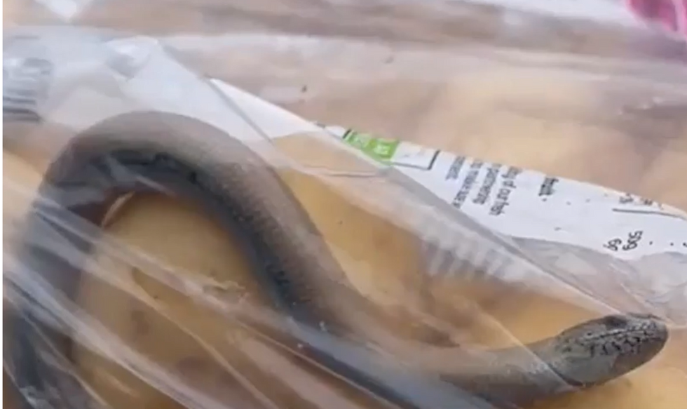 \u200bThe snake like creature was spotted in the bag