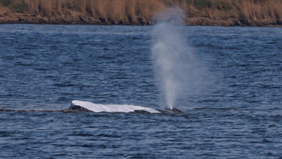 \u200bThe whale was stuck for weeks in the shallow waters