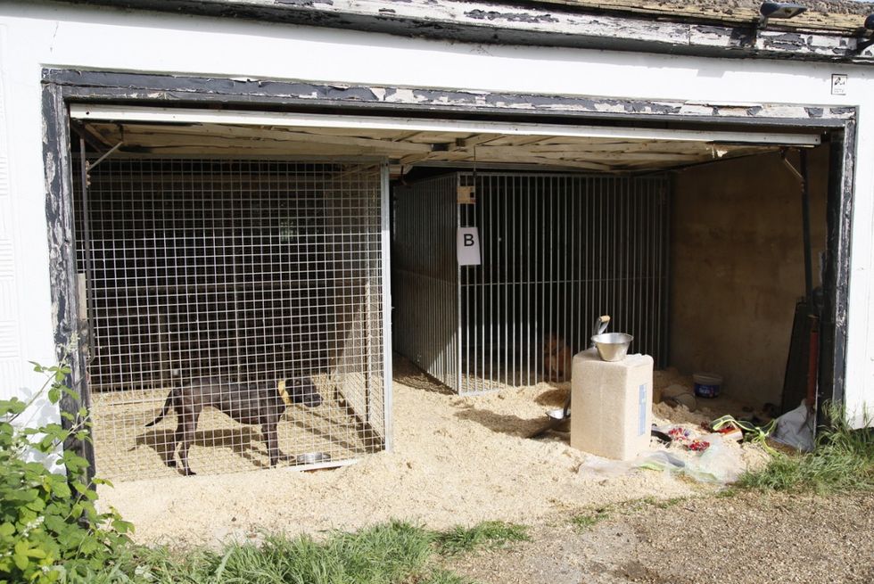 \u200bThree dogs being kept in kennels in the garden of Phillip Harris Ali's home in Chigwell, Essex
