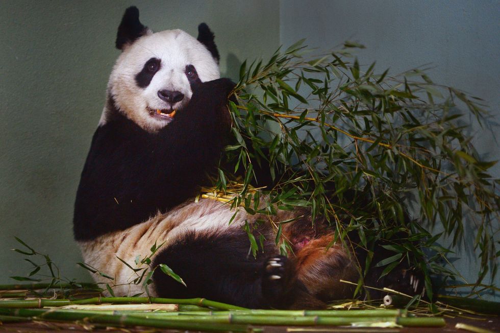 \u200bTian Tian