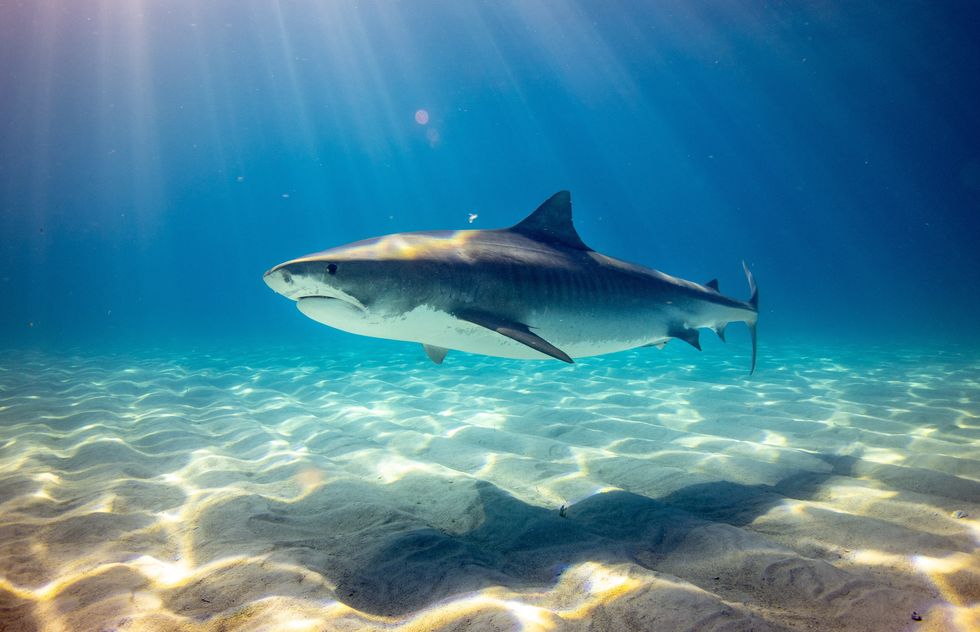 \u200bTiger Shark