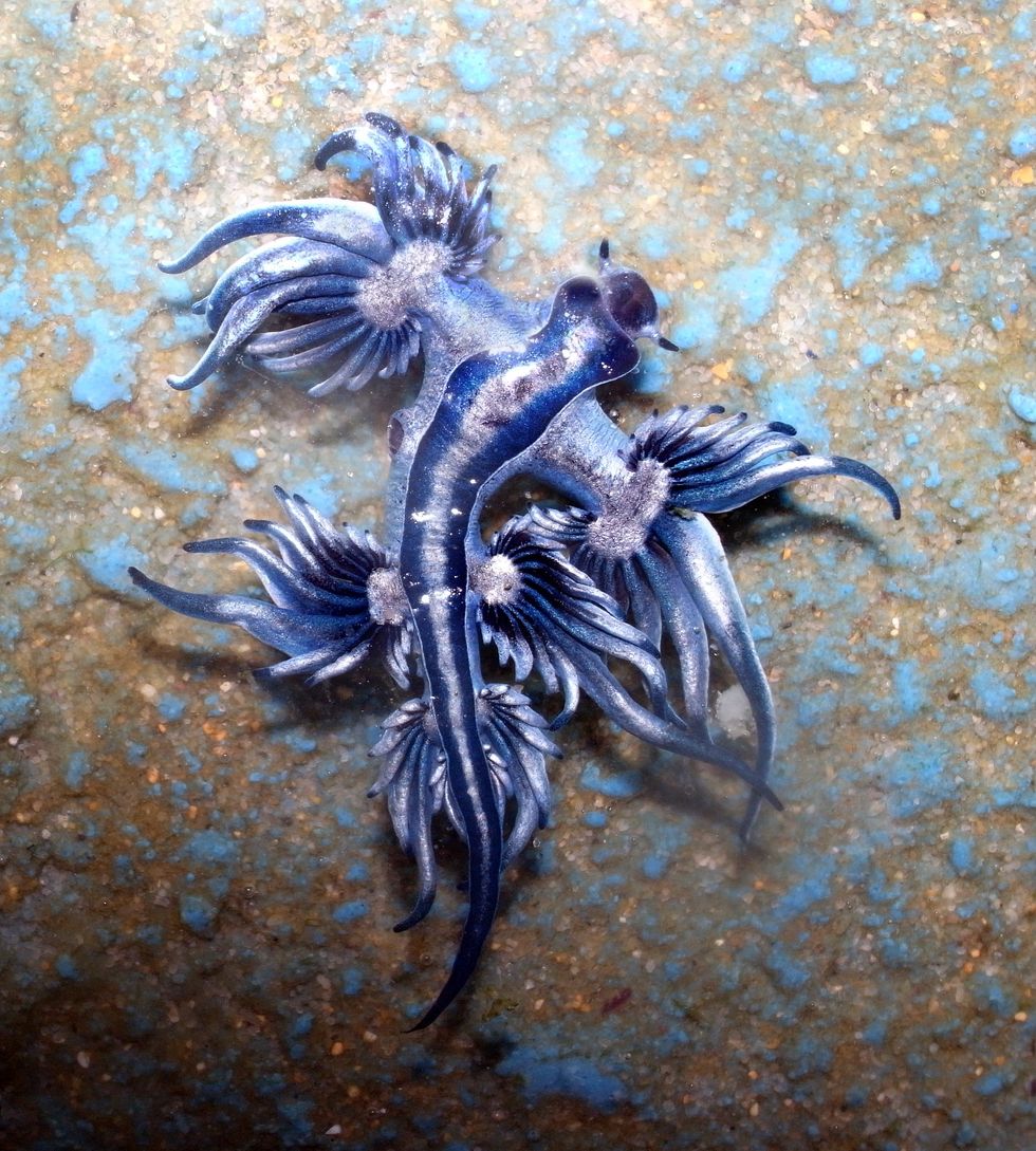\u200bTourists have been told to report any sightings of the Glaucus atlanticus