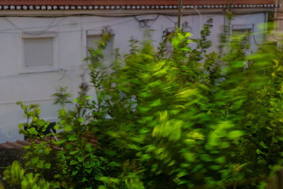 \u200bTrees are moved by strong winds in Lisbon, Portugal,