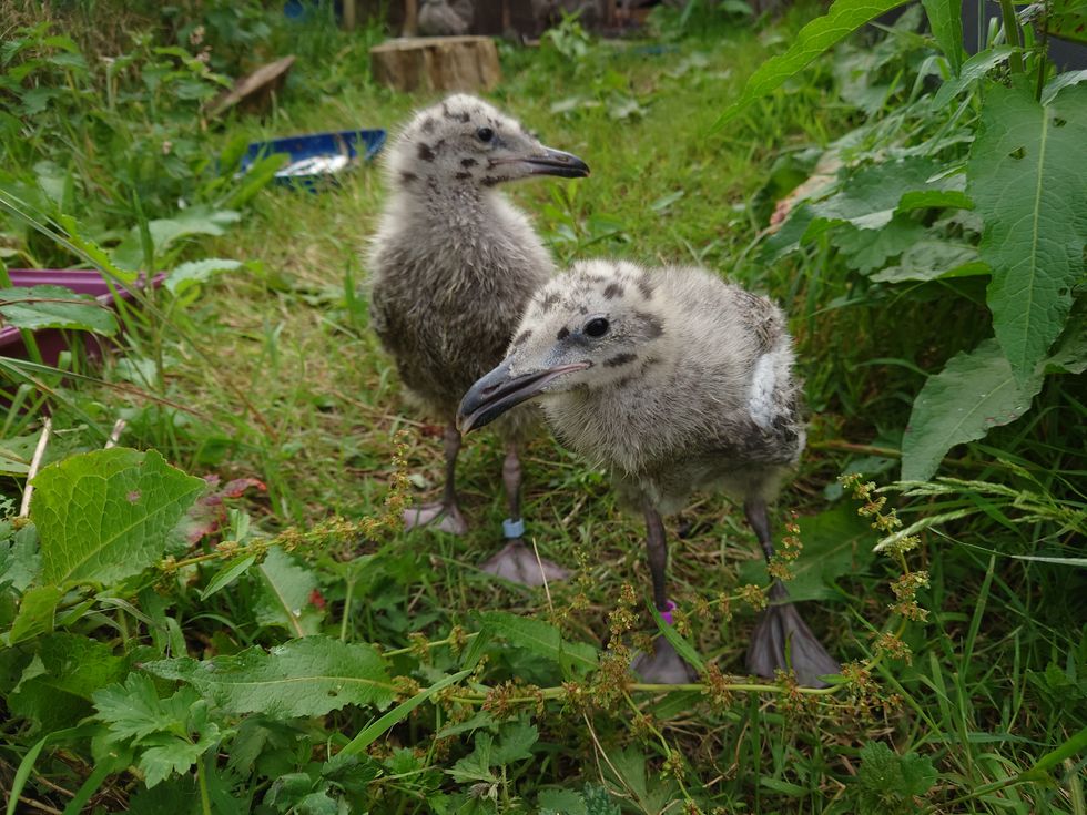 \u200bTwo Herring Gull chicks