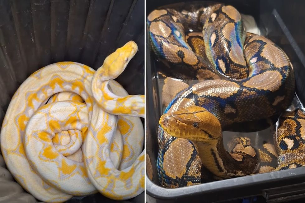 \u200bTwo of the snakes rescued by expert animal handlers