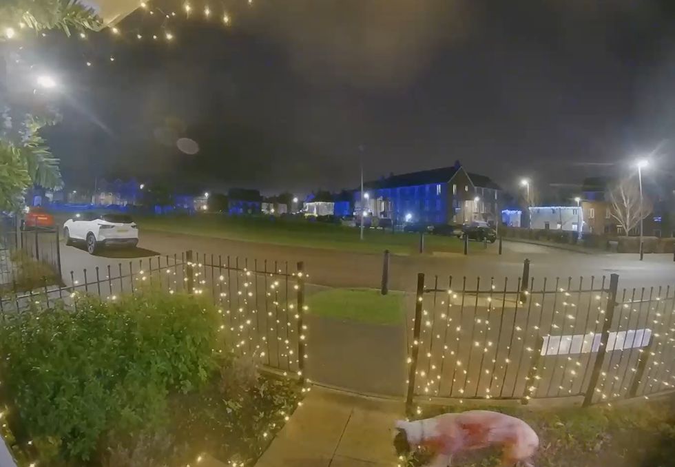 \u200bUndated handout video grab issued by Thames Valley Police of injured dog, Tilly, walking around after the incident