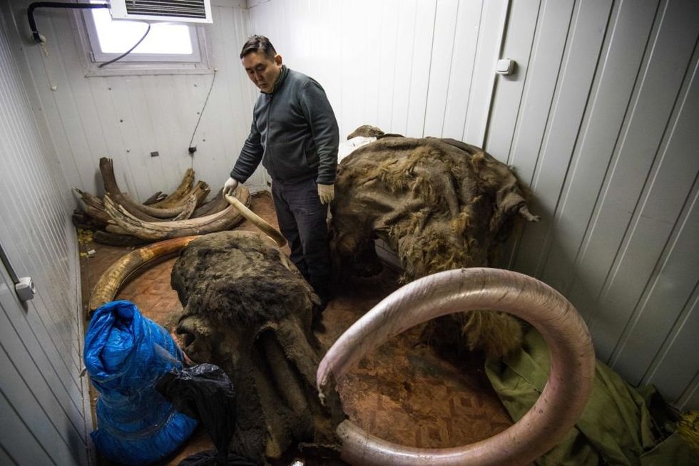 \u200bValeri Plotnikov with his collection of tusks