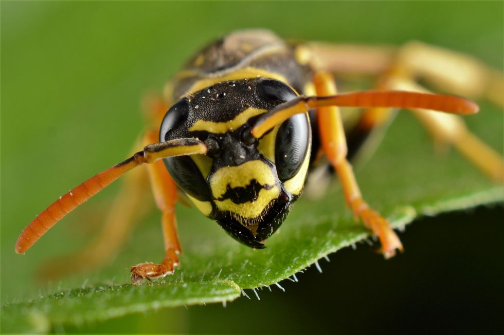 \u200bWasps are capable of multiple stings