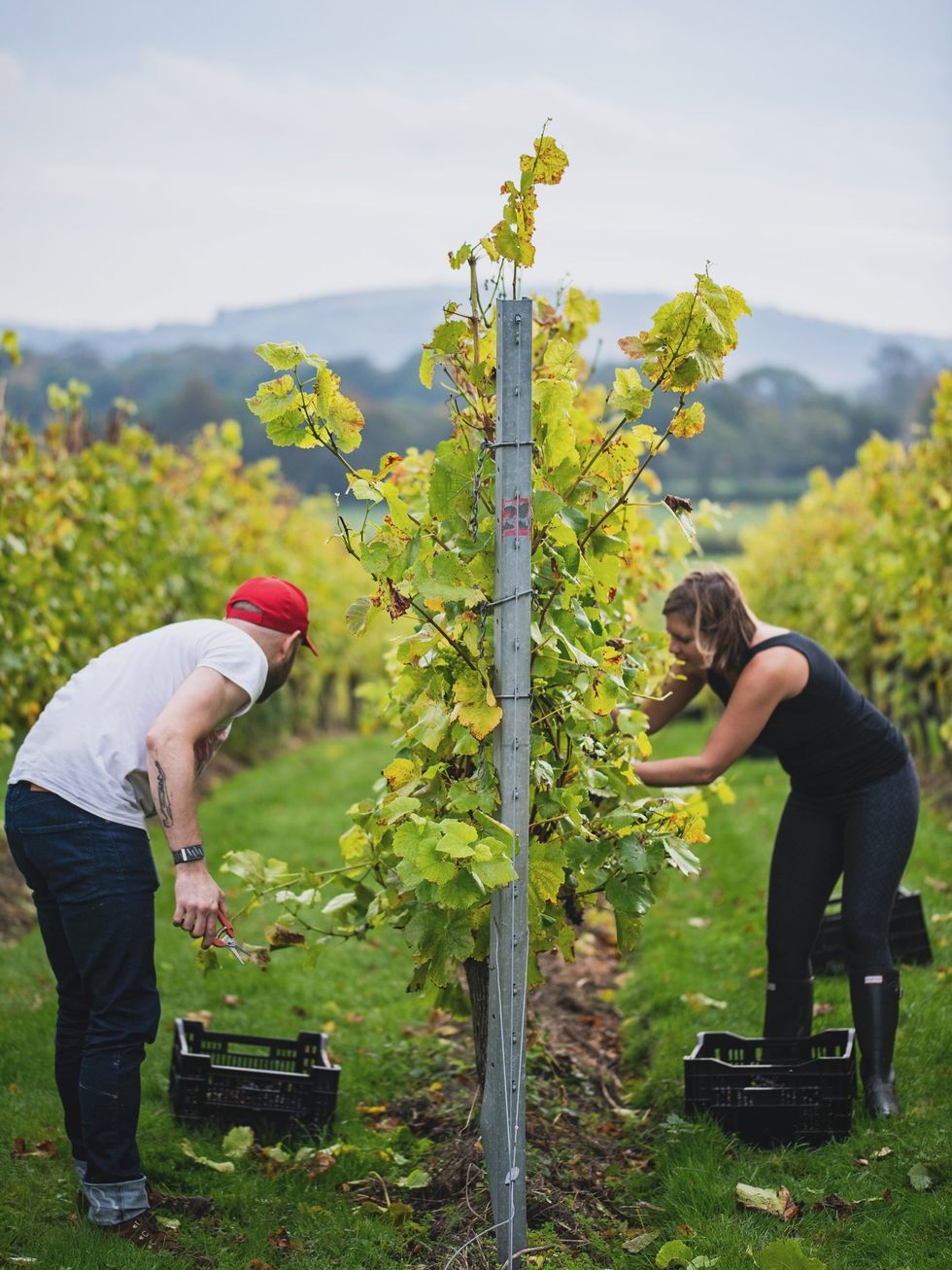 \u200bWinemakers said this year's harvest has helped produce bottles of 'remarkable quality'