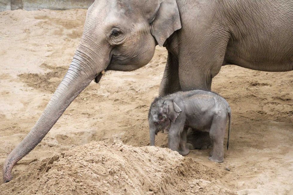 \u200bZaiya was born in the Lancashire Zoo