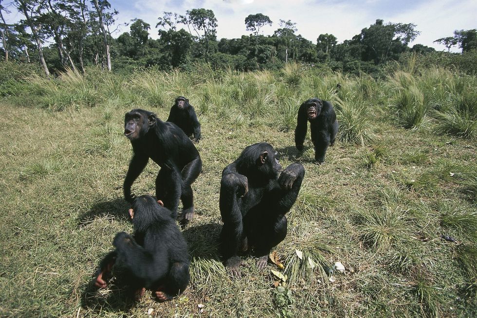 Uganda chimps