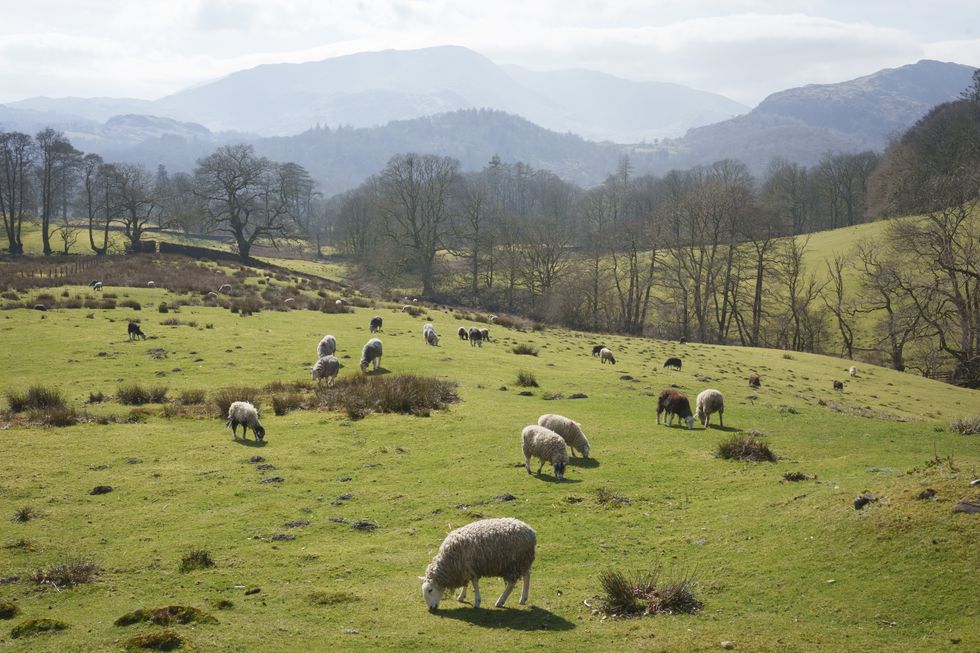 UK farmland
