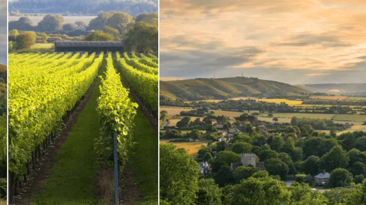 UK vineyard / West Sussex countryside