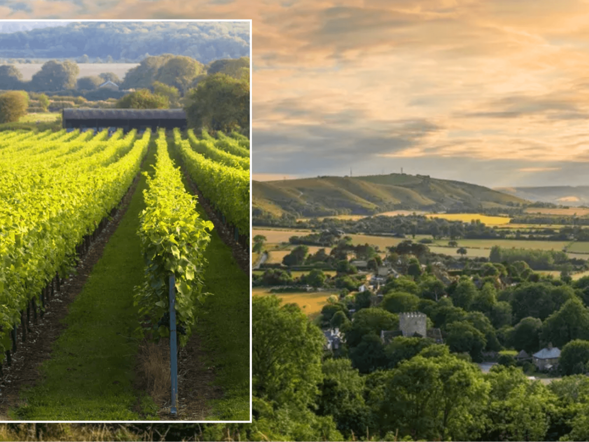 UK vineyard / West Sussex countryside
