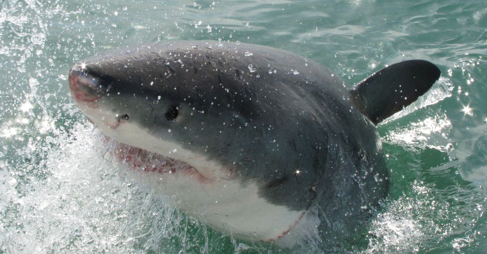 Undated handout photo issued by Nottingham Trent University of juvenile great white sharks. Juvenile great white sharks choose certain areas of the sea as %22training grounds%22 where they can fine-tune their hunting skills and prepare for adulthood without facing competition from larger creatures, research suggests. Issue date: Thursday May 6, 2021.